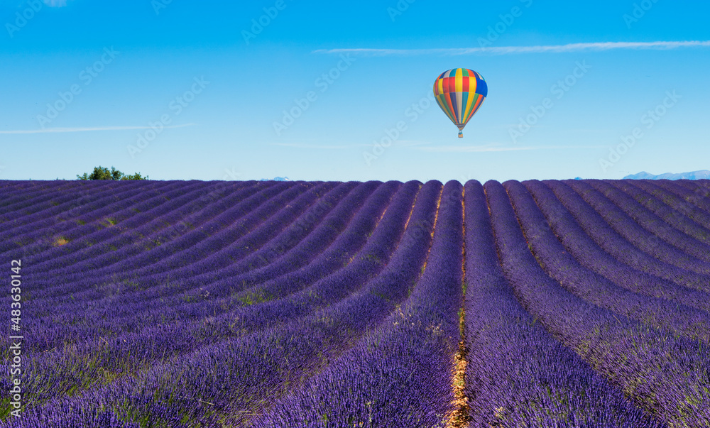 Fototapeta premium balloon flying over the lavender fields of Valensole in France.