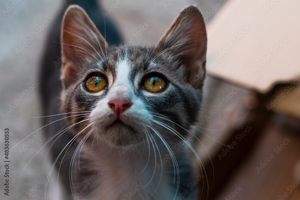 Grey white kitten with yellow orange eyes looking above at the sky. Beautiful cute small cat. High quality photo
