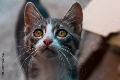 Grey white kitten with yellow orange eyes looking above at the sky. Beautiful cute small cat. High quality photo