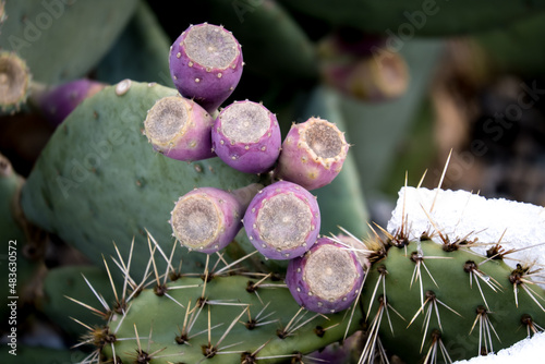 Close-up giant cacti and colorful flowers. Opuntia ellisiana, cactaceae, cactus fruit, selective focus.