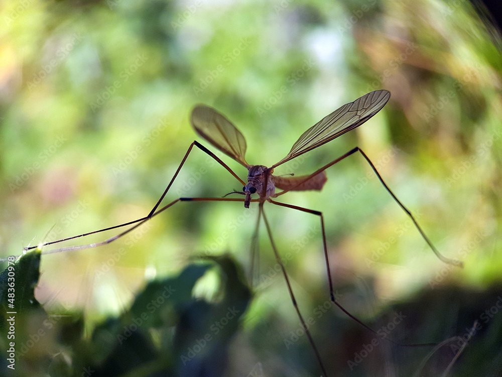 Crane fly Autumn UK