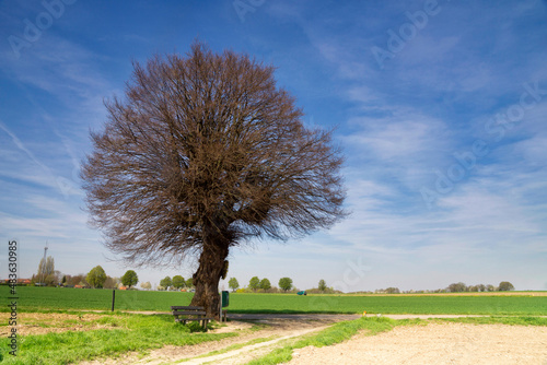 Solitary tree along a road near the Dutch village Puth