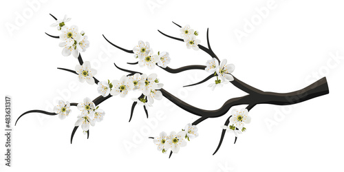 Realistic sakura or cherry blossom on branch. Spring blooming flowers in japan Hanami, white petals vector set for your own design. Cherry, apple tree.