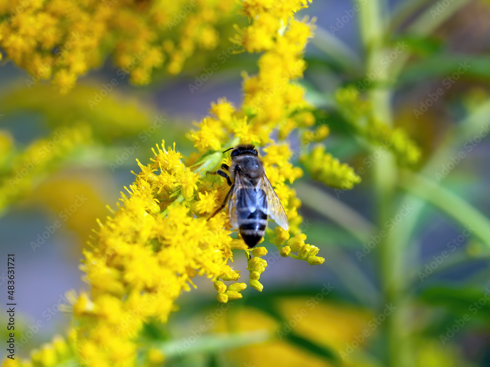 bee collects pollen on small yellow flowers bee collects pollen on small yellow flowers