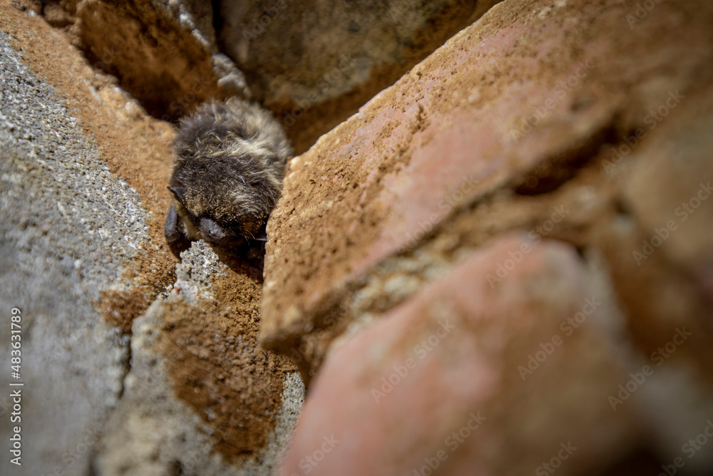 Hibernating northern bat (Eptesicus nilssonii)	 in celler