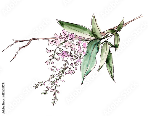 Australia flower sketch. flannel.Isolated on a white background.