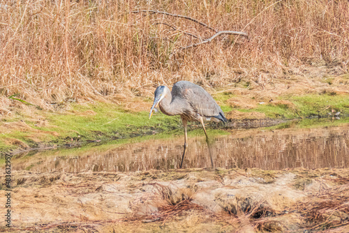 Great Blue Heron