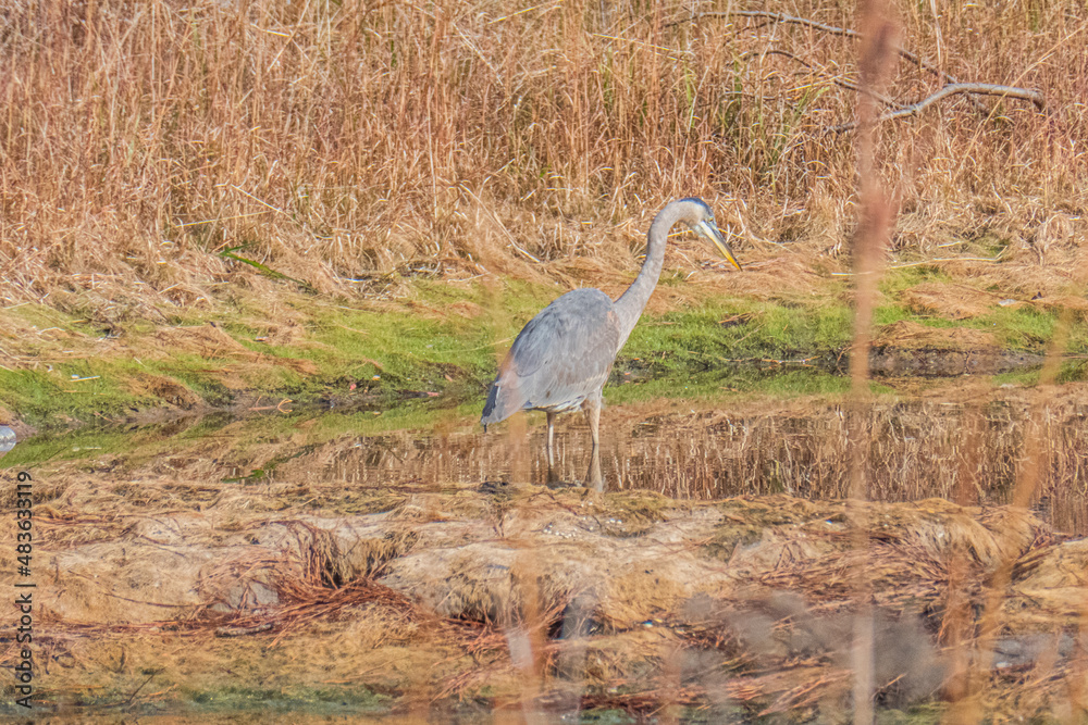 Naklejka premium Great Blue Heron