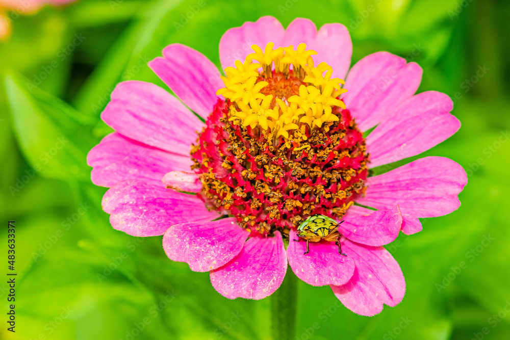 Blüte mit Wanze Blüte mit Wanze