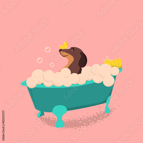 Dog in bath with rubber duck and foam. Vector illustration for grooming salon. Happy dachshund taking a bath