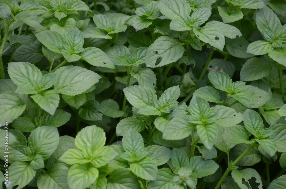 mint leaves in the garden mint leaves in the garden