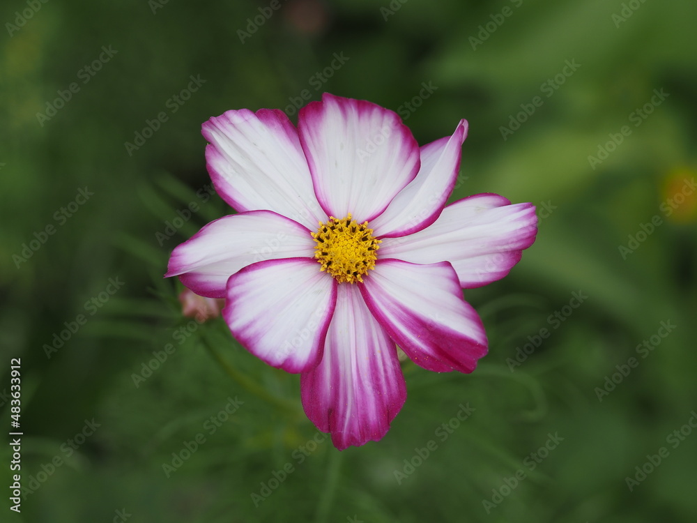 Obraz premium Wunderschöne Schmuckkörbchen im Wildblumenbeet