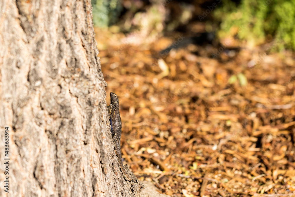 Western fence lizard climbs a large tree bole in a forest Western fence lizard climbs a large tree bole in a forest