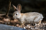 Small rabbit with big ears is crouchd alert and looking for danger in the woods