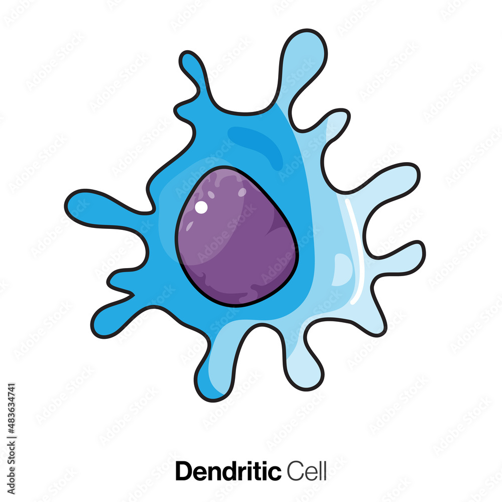 Dendritic Cell Biology, Detailed Vector Illustration of Immune System's ...