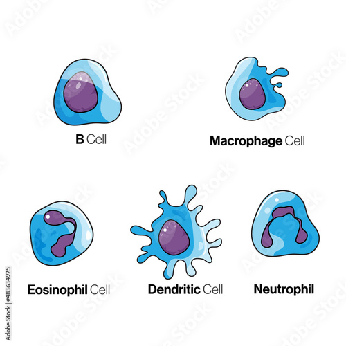 Immune Cell Phagocytosis, Scientific Vector Illustration of Cellular Defense Mechanisms.