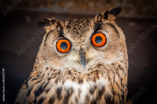 Funny owl portrait looking at camera