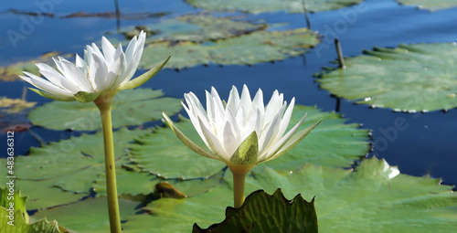 Nymphaea ampla, water lily, Mexico