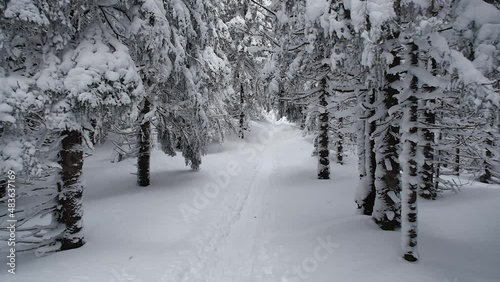 Frozen winter wonderland. Snow covered spruce trees. Winter landscape. Snow covered trees. Frozen winter forest deeply covered with snow under the sunlight. Snow covered path in winter forest.