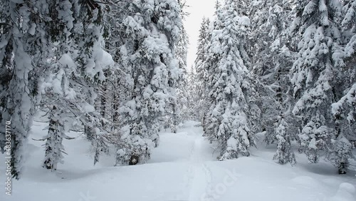 Frozen winter wonderland. Snow covered spruce trees. Winter landscape. Snow covered trees. Frozen winter forest deeply covered with snow under the sunlight. Snow covered path in winter forest.