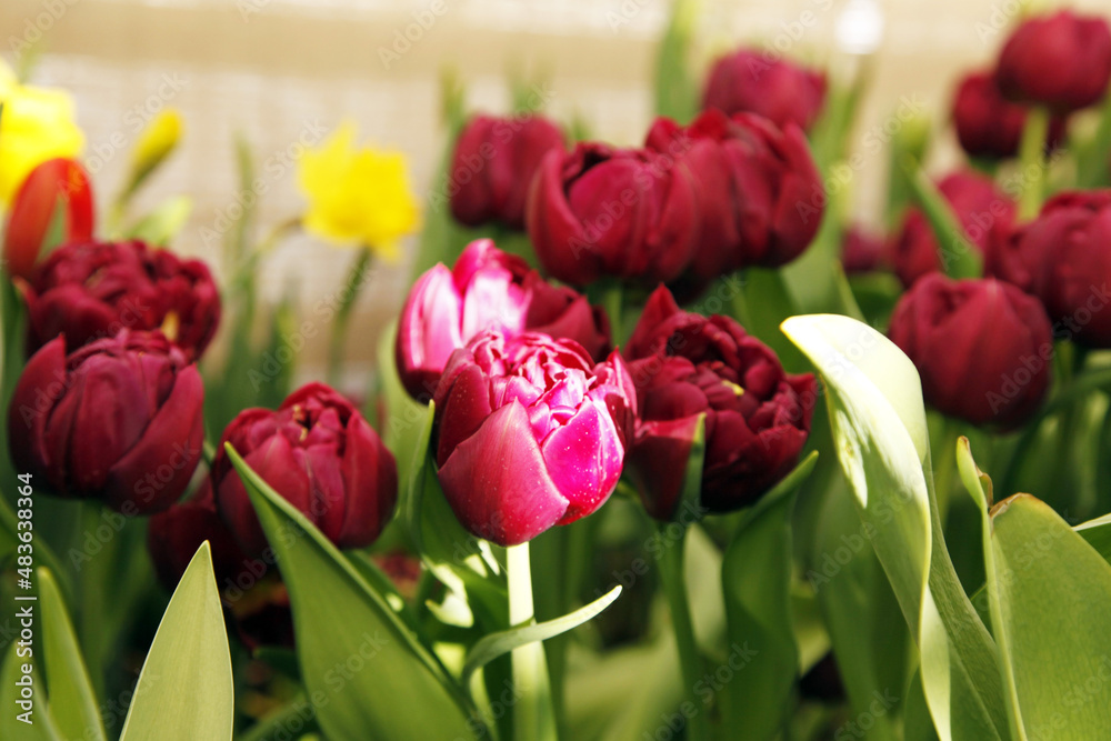 Naklejka premium Beautiful burgundy lush tulips