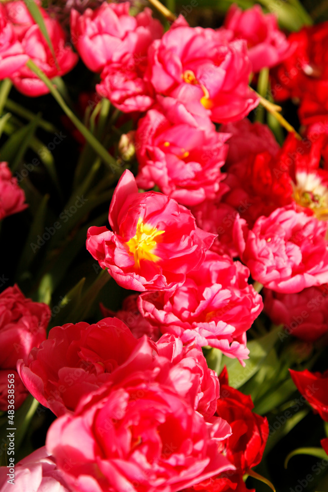 Beautiful crimson lush tulips with fresh green leaves in soft lighting on a blurry background. Dutch tulips bloom in the greenhouse in spring. Beautiful crimson lush tulips with fresh green leaves in soft lighting on a blurry background. Dutch tulips bloom in the greenhouse in spring.
