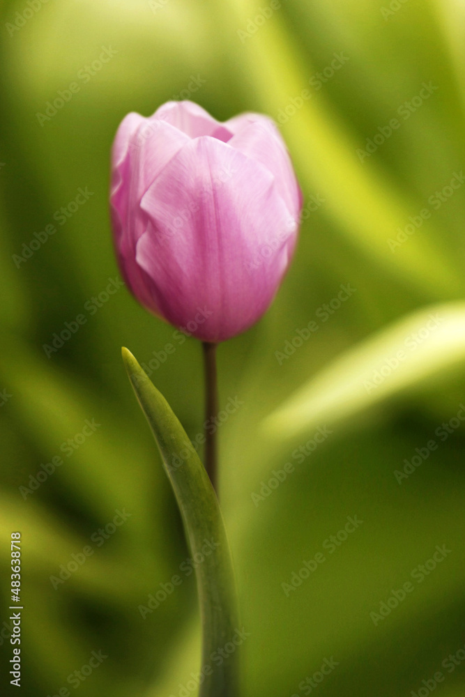 The pink bud of a tulip with fresh green leaves is blurred, which makes the tulip stand out even more. Dutch tulips bloom in the greenhouse in spring. postcard