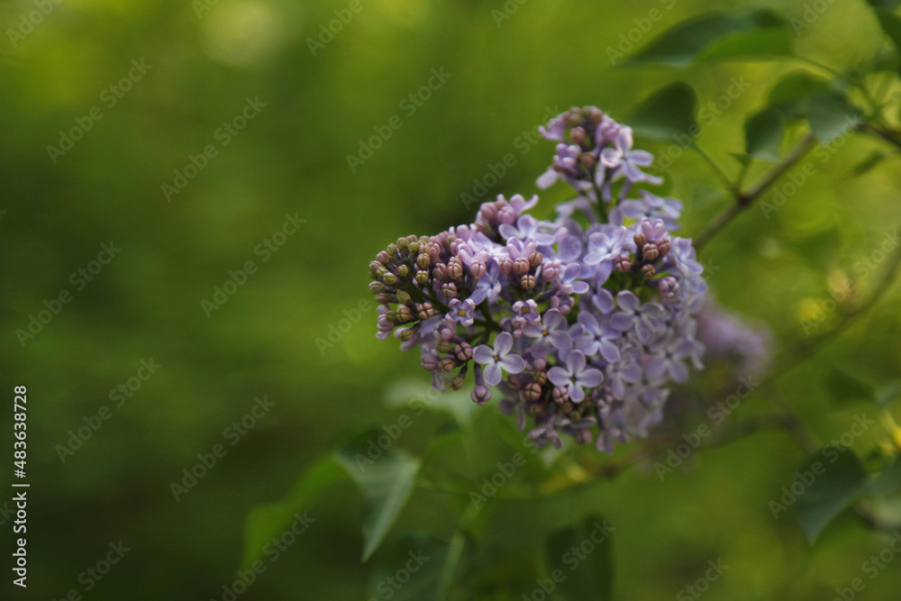 A branch of lilac flowers. A pale purple branch of lilac. A lilac bush blooms in the garden. Green blurred background of leaves. A branch of lilac flowers. A pale purple branch of lilac. A lilac bush blooms in the garden. Green blurred background of leaves.