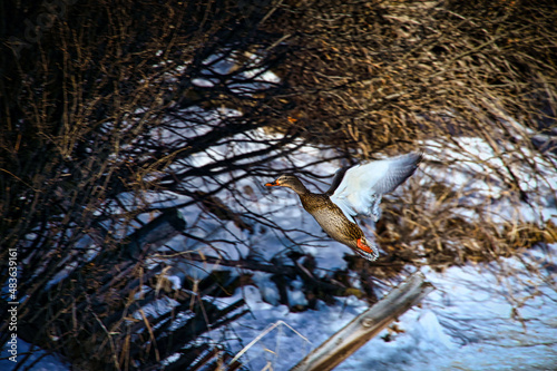 female Mallard duck in flight