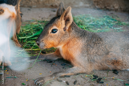 Patagonian Mara resting on ground in zoo, another animal blurred background, some green leaves food near photo