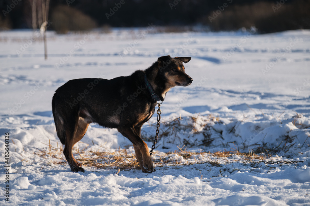 Red and black dog in collar stands in snow in winter, tied to chain and looks attentively into distance. The Northern sled dog breed Alaskan Husky is strong energetic and hardy.