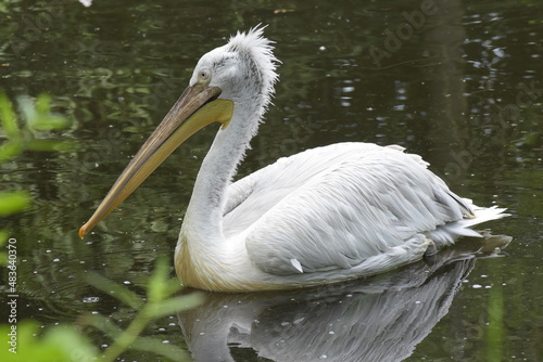 Pelikan im wasser