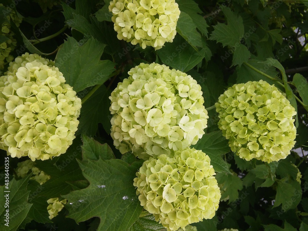white spherical inflorescences.Viburnum Boule de Neige.Spring flowering bush.floral wallpaper white spherical inflorescences.Viburnum Boule de Neige.Spring flowering bush.floral wallpaper