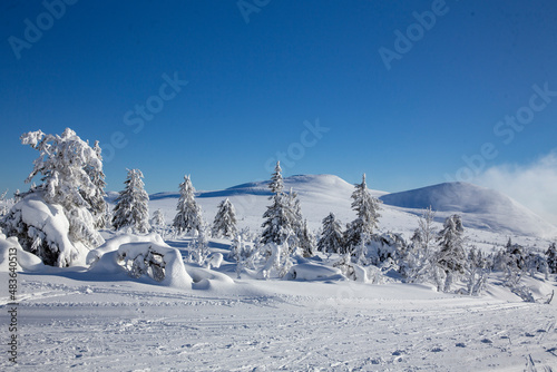 Winter landscape with snow and blue sky in Trysil municipality, Hedmark county,Norway,scandinavia,Europe