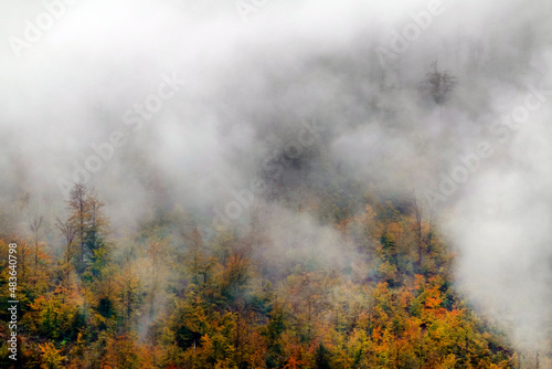 Autumn forest tree tops top view. Autumn forest top view landscape
