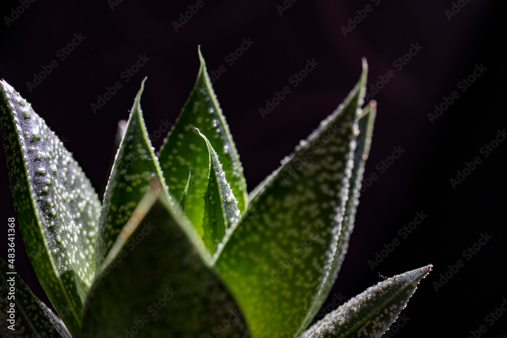 succulent plant isolated on black background succulent plant isolated on black background