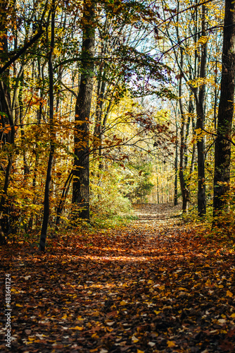 The beautiful autumn forest and the sun shining through the foliage. Autumn landscape. Fallen leaves lying on the ground