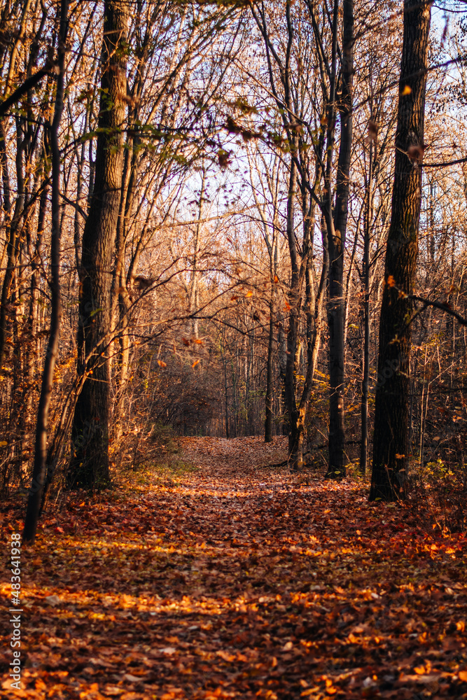 Fototapeta premium The beautiful autumn forest and the sun shining through the foliage. Autumn landscape. Fallen leaves lying on the ground