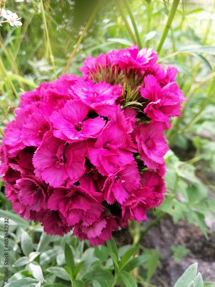 Blooming Dianthus barbatus. bouquet of carnations with many small flowers. Floral Wallpaper