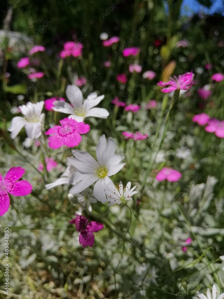 Floral wallpaper with white and pink Carnation blooming flowers. Dianthus deltoides Floral wallpaper with white and pink Carnation blooming flowers. Dianthus deltoides
