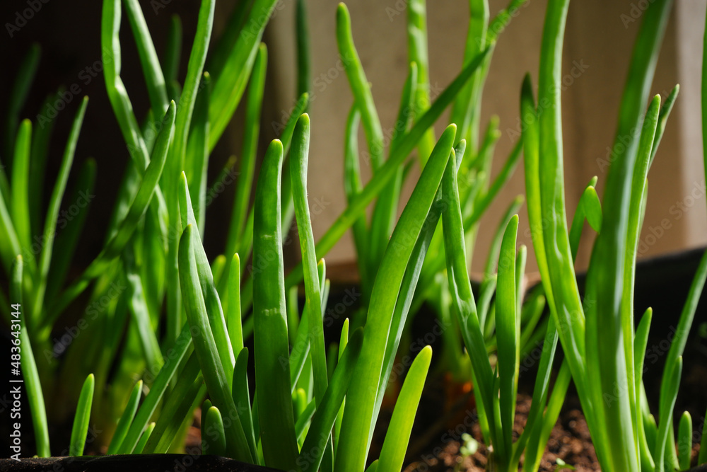 Growing spring onions at home Growing spring onions at home