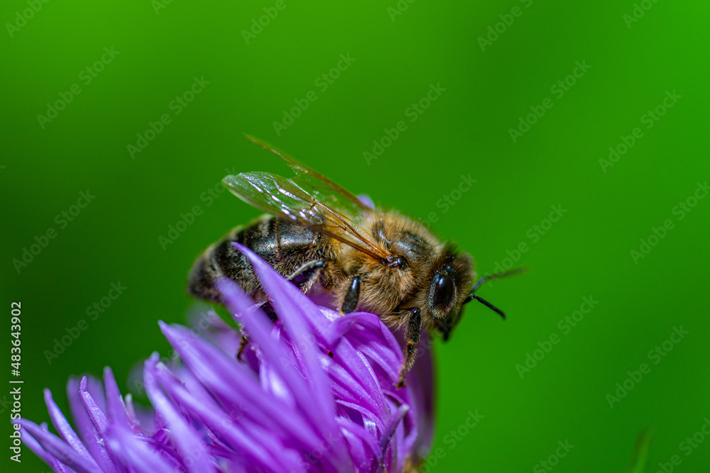 A Bee on a Flower