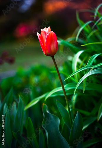 Kwiat , Tulipan