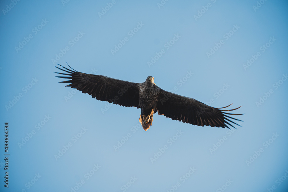 Majestic sea eagle in flight over the ocean with a blue sky background Majestic sea eagle in flight over the ocean with a blue sky background