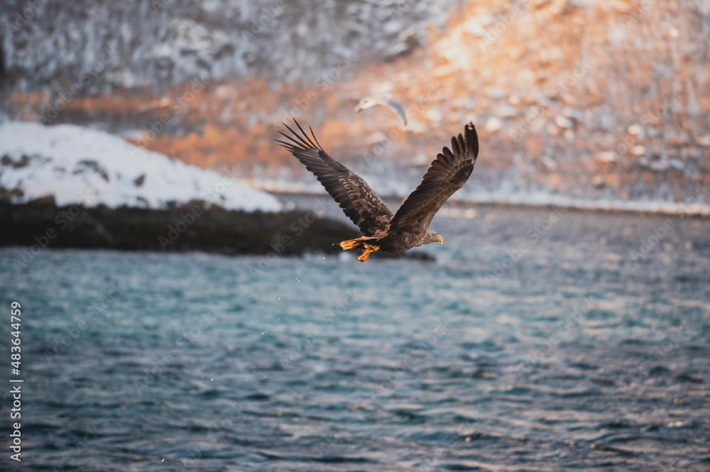 Majestic sea eagle in flight over the ocean