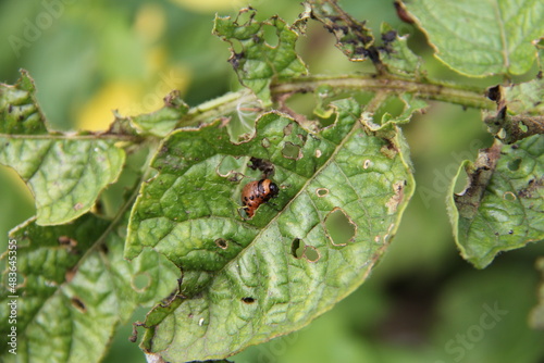 Larva of the insect "Colorado potato beetle" eating the leaves of a potato plant in a farmer's field