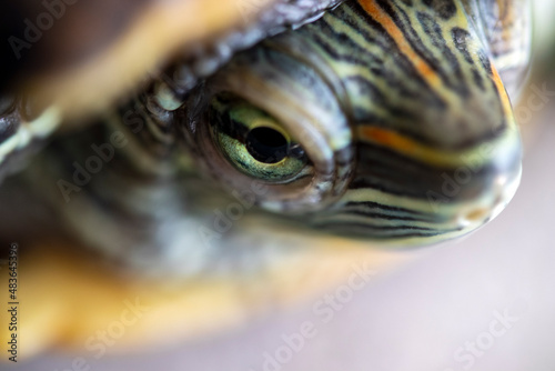 close-up of a red-cheeked aquatic turtle. © Hatice