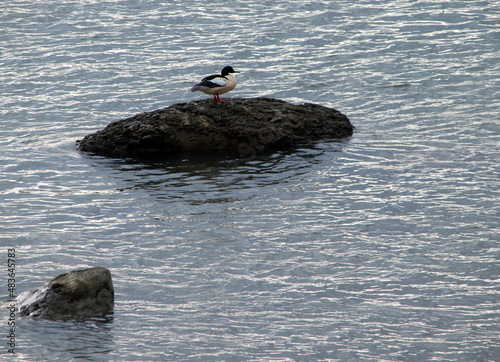 Gänsesäger (Mergus merganser), Männchen, auf Felsen im Wasser sitzend