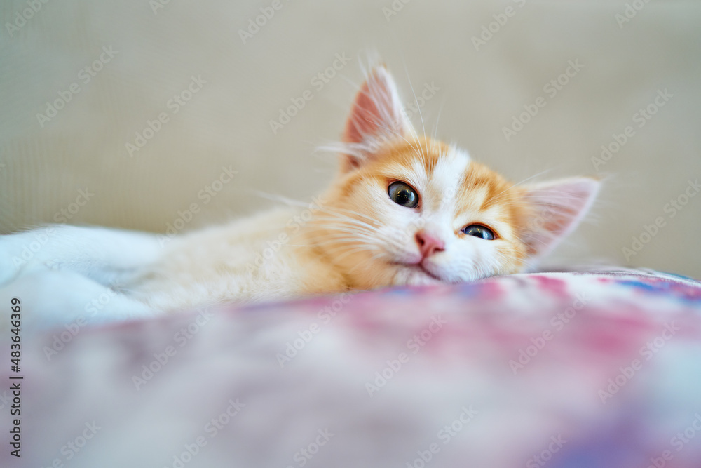 Small sleepy kitten on a pillow. Small sleepy kitten on a pillow.