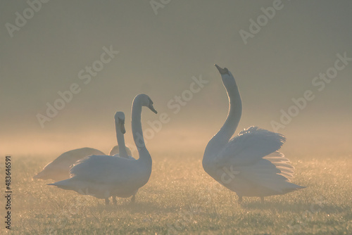 swan and swans